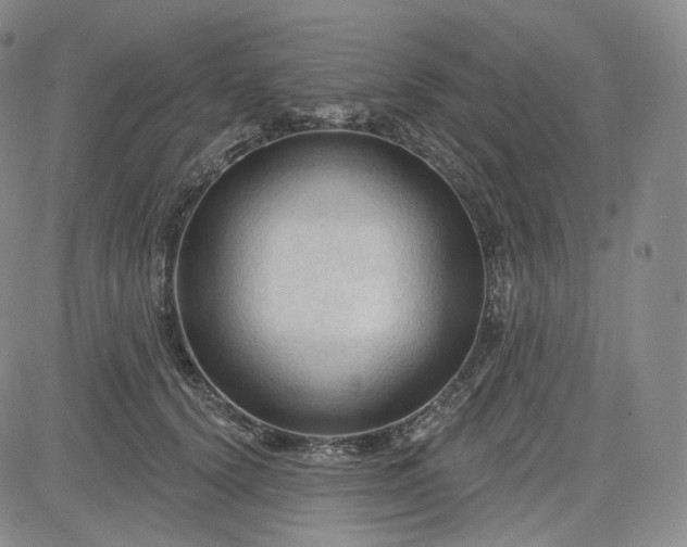 X0000083610656200702260929