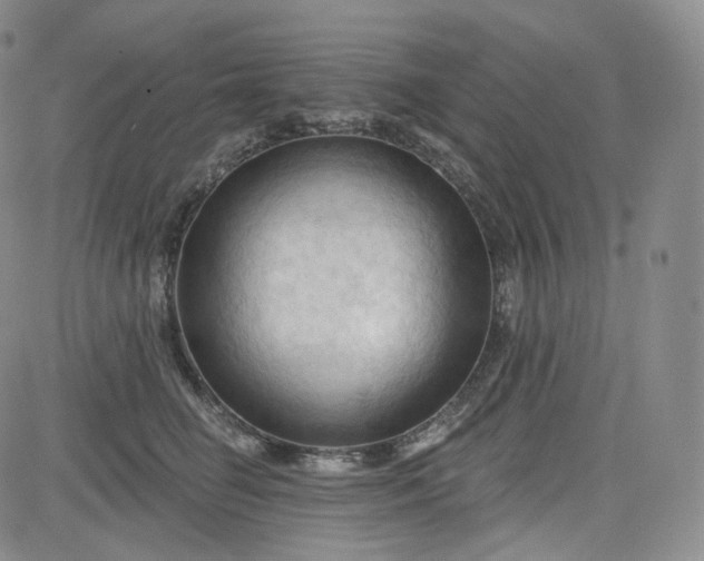 X0000083610662200702260929