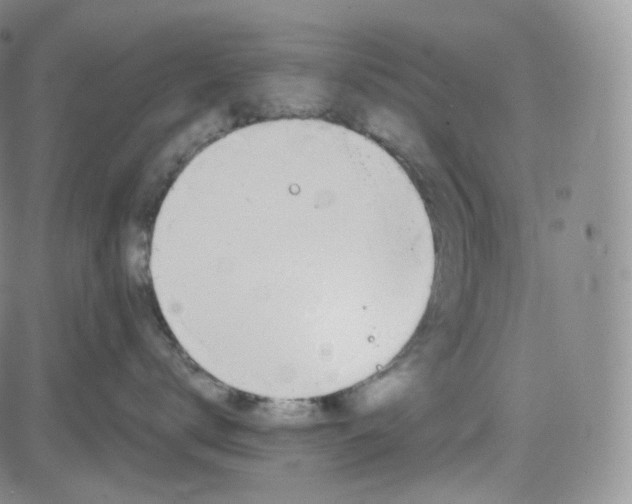 X0000083610672200702260929