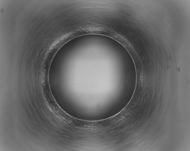 X0000083610732200702260927