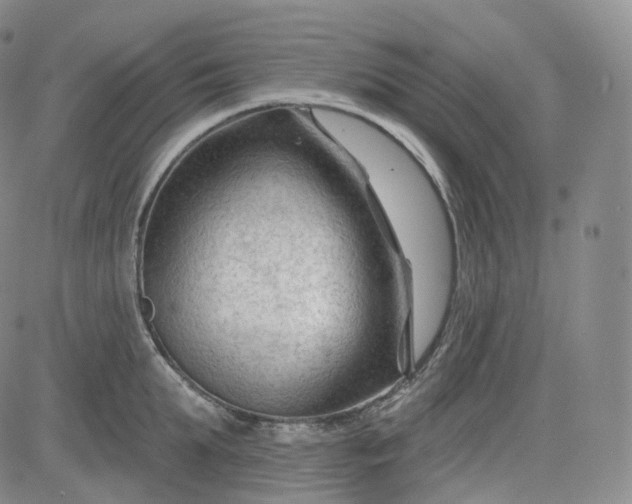 X0000083610903200702260925