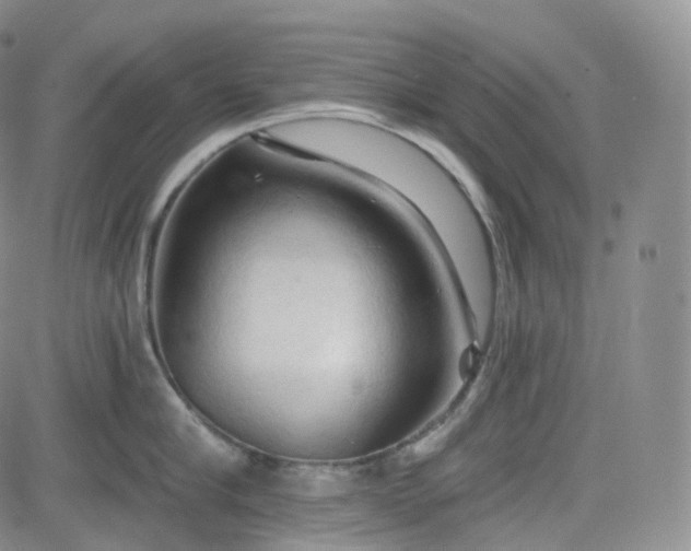 X0000083610910200702260924