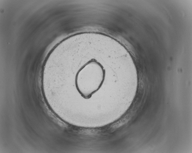 X0000083610950200702260924