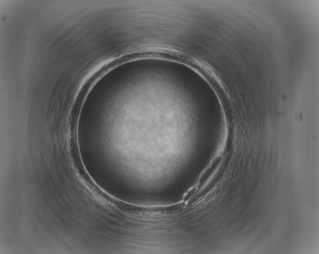 X0000083611024200702260922