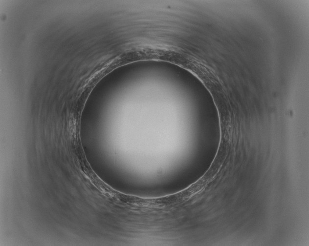 X0000083611061200702260922