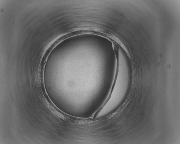 X0000083611068200702260922