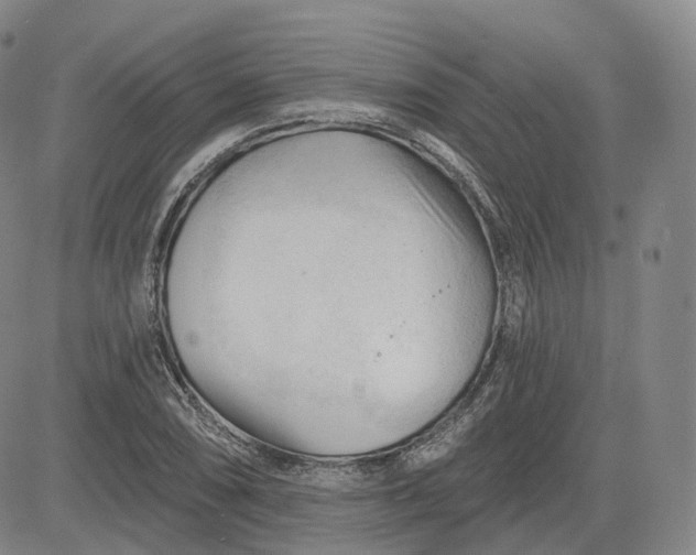 X0000083611074200702260922