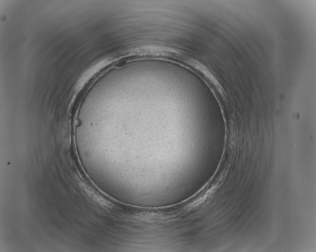 X0000083611075200702260922