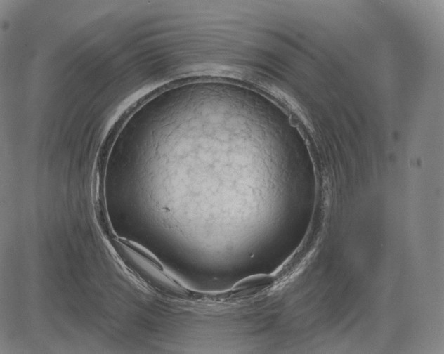 X0000083611125200702260921