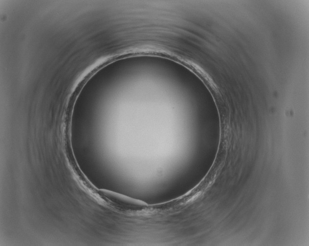 X0000083611134200702260921