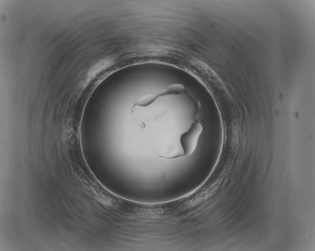 X0000083611210200702260919