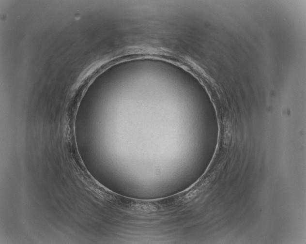 X0000083611215200702260919