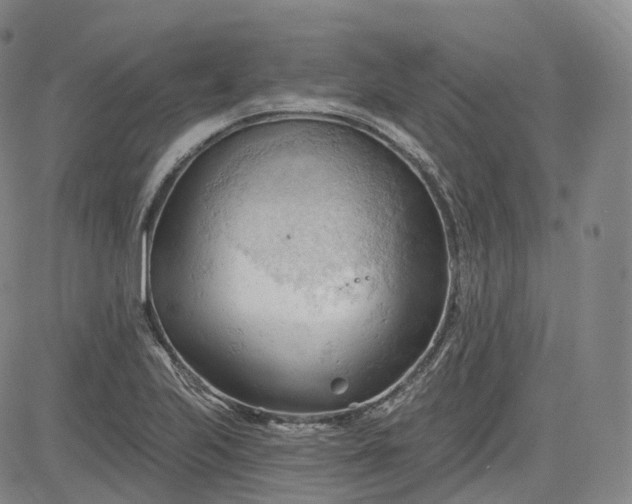 X0000083611223200702260919