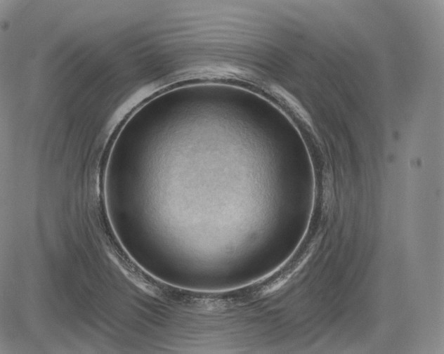 X0000083611226200702260919