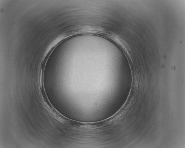 X0000083611227200702260919