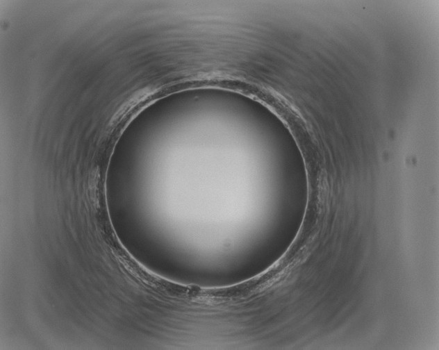 X0000083611265200702260919