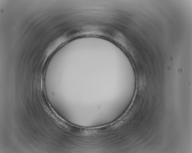 X0000083611274200702260918