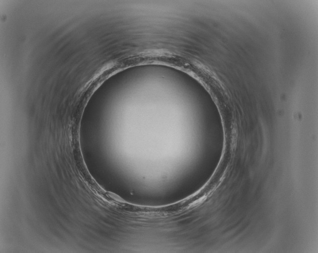 X0000083611305200702260917