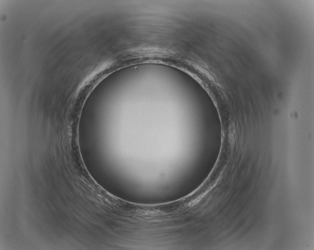 X0000083611309200702260918