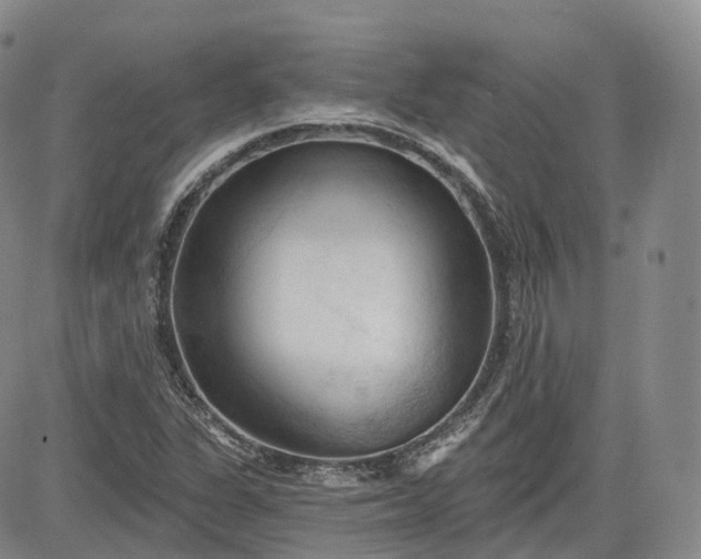 X0000083611311200702260918