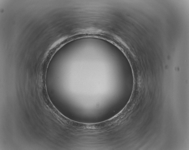 X0000083611315200702260918