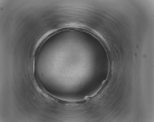 X0000083611323200702260918