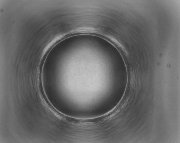 X0000083611325200702260918