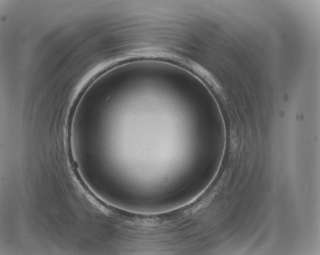 X0000083611334200702260918