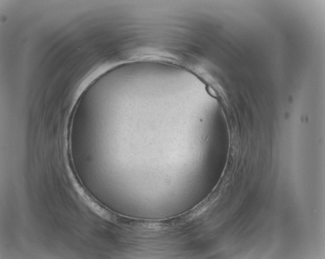 X0000083611431200702260916