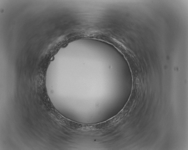 X0000083611447200702260916