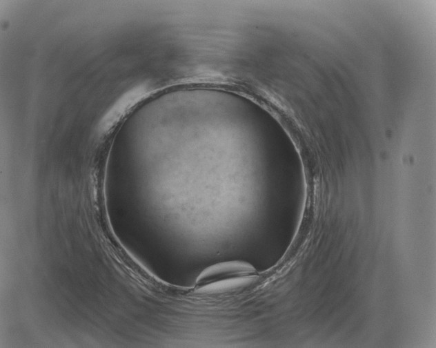 X0000083611455200702260915