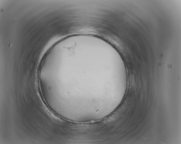 X0000083611470200702260915