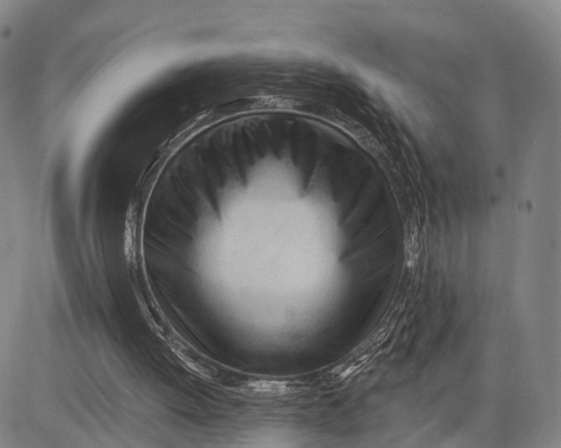 X0000083610052200703051554