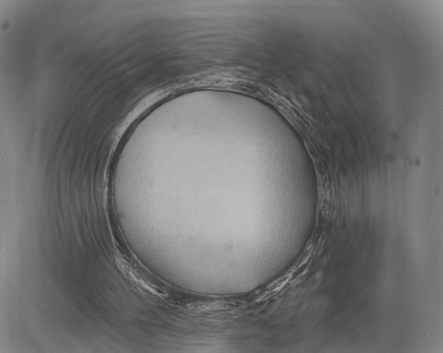 X0000083610100200703051554