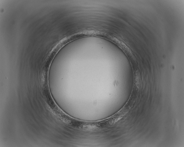 X0000083610208200703051552