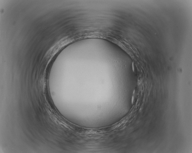 X0000083610290200703051550