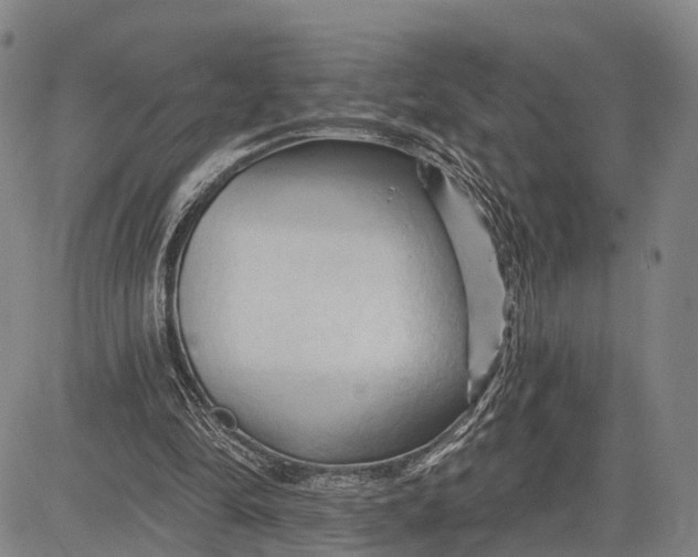 X0000083610294200703051550