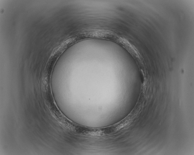 X0000083610306200703051550