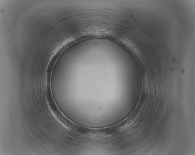 X0000083610630200703051544