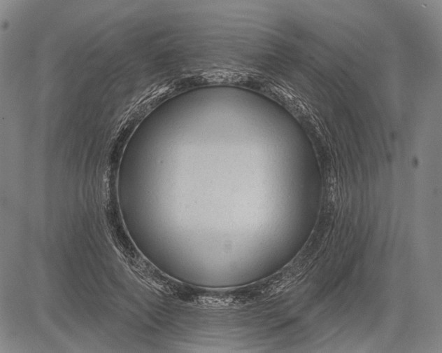 X0000083610690200703051544