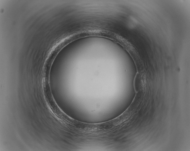 X0000083610728200703051542