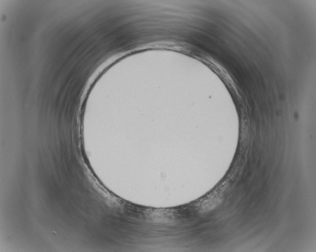 X0000083610808200703051542