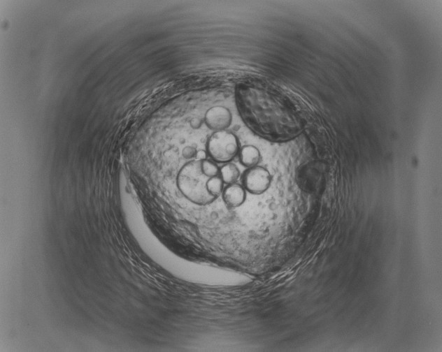 X0000083610917200703051539