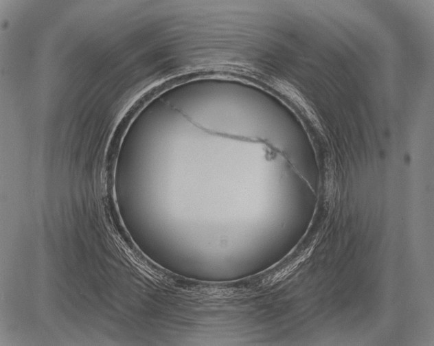 X0000083610924200703051539