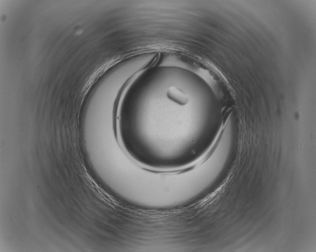 X0000083610930200703051539