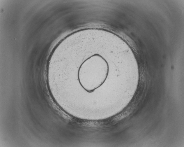 X0000083610950200703051540