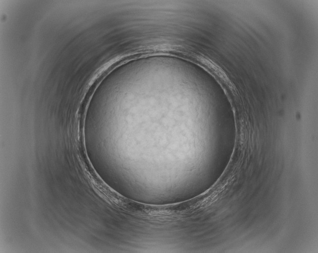 X0000083611031200703051538