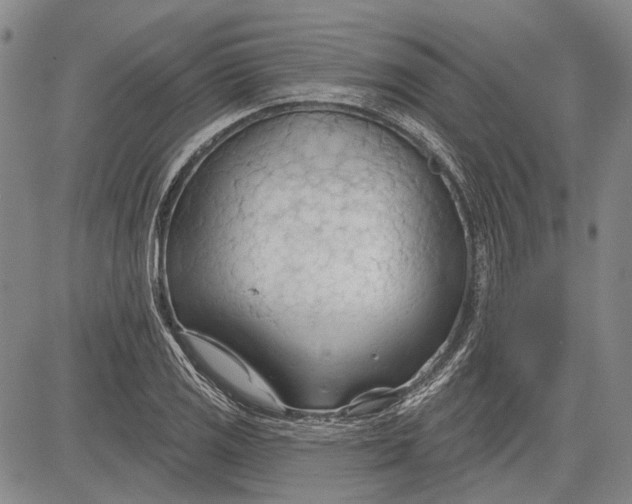 X0000083611125200703051536