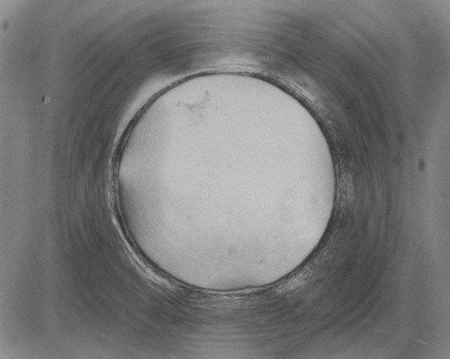 X0000083611470200703051531