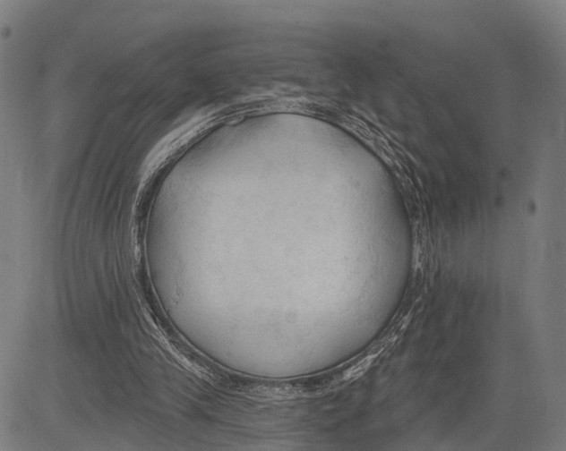 X0000083610245200703121610